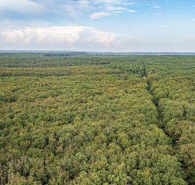Forêt domaniale de Dreuille