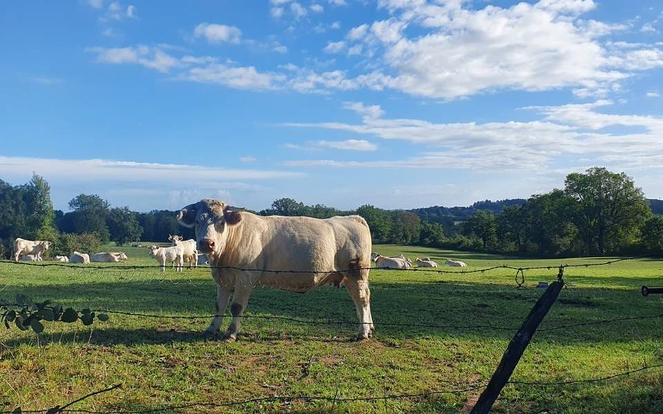 Vache, Malicorne