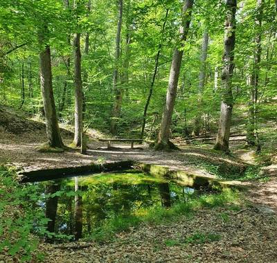 PR15 : Du bocage à la forêt