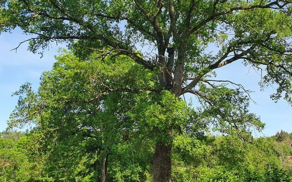 Randonneuse sur les chemins de campagne