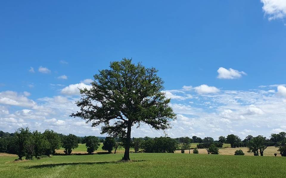 Arbre dans un champ, Sazeret