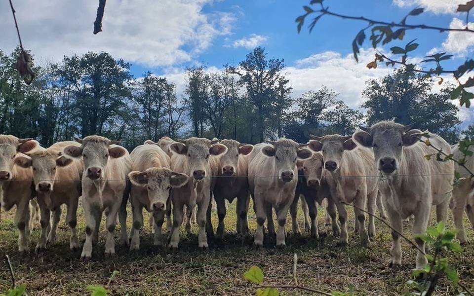 Vaches, Montvicq