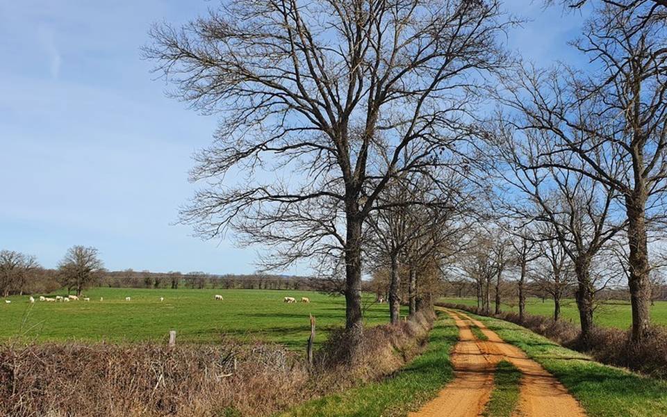 Chemin de campagne, Sauvagny