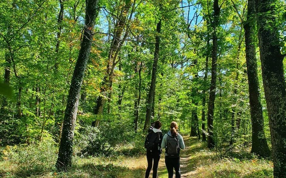 Forêt Domaniale de la Suave