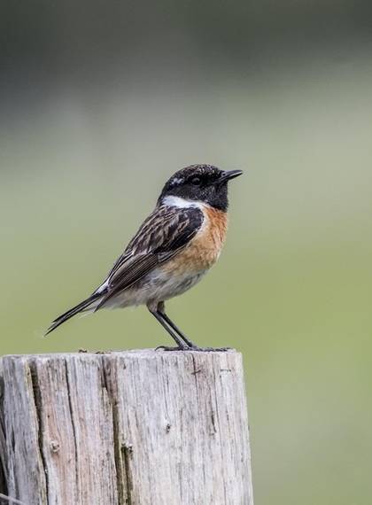 Oiseaux du bocage bourbonnais sur la commune de Chamblet