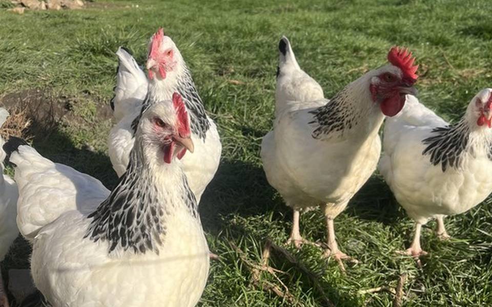Poules bourbonnaises