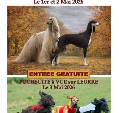 Expositions de beauté lévriers - Poursuite à vue sur leurre