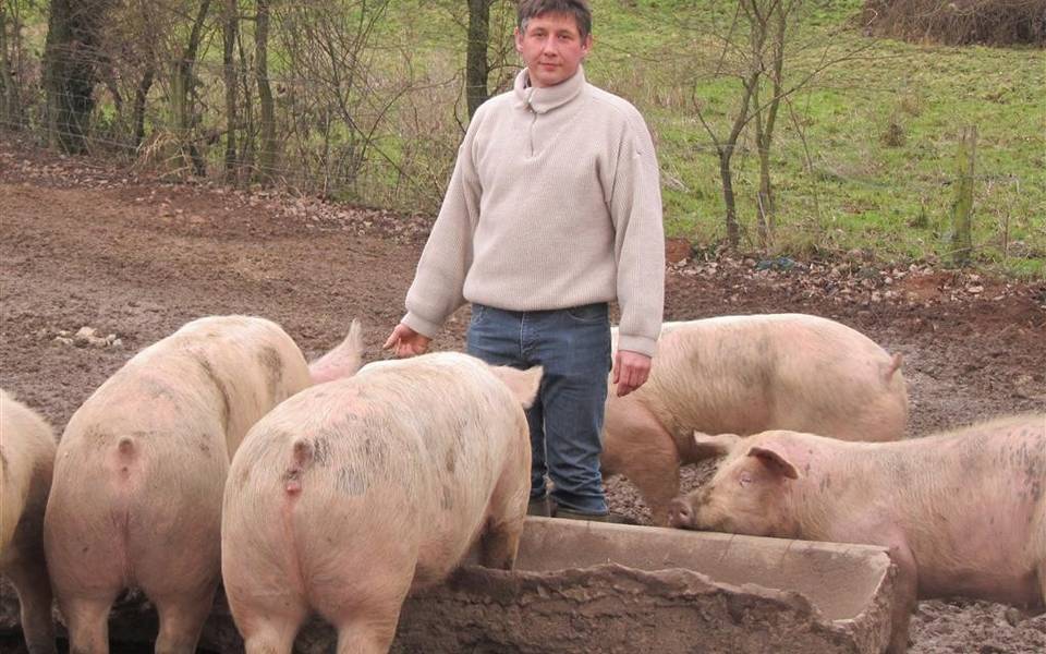 Benoit au milieu de ses Porcs