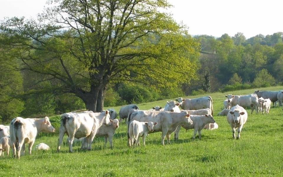 Troupeau de Charolais au Printemps