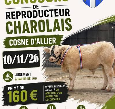 Foire concours de reproducteur charolais